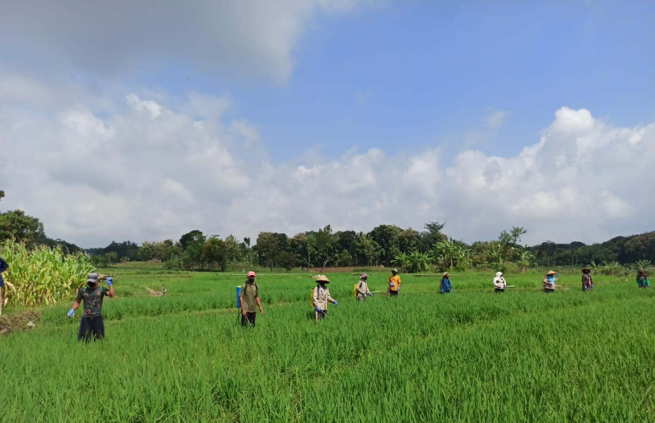 BBPOPT ADAKAN BIMBINGAN TEKNIS DI SULSEL, LANGKAH KEMENTAN TINGKATKAN KAPASITAS PETUGAS POPT