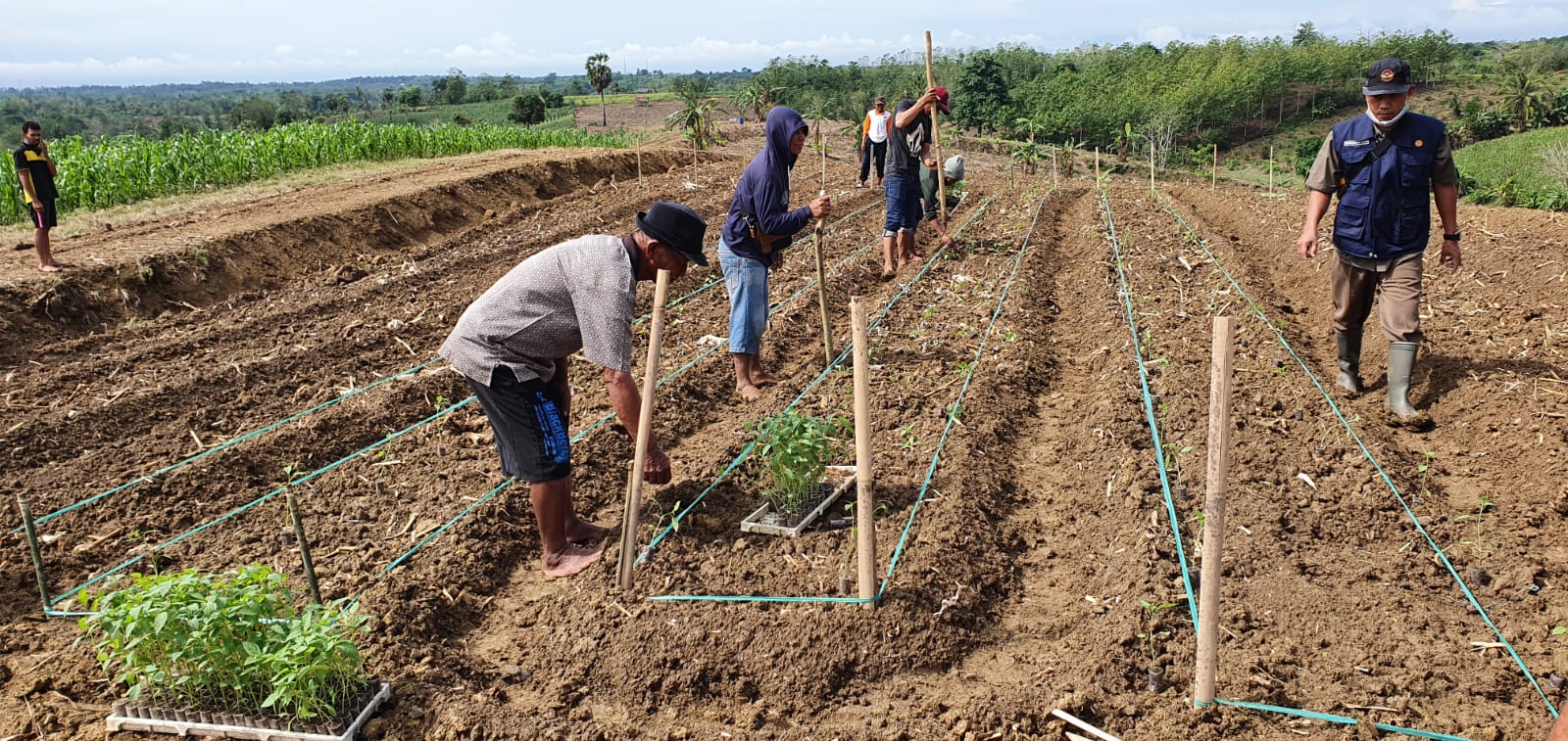 Hadirnya Benih Hortikultura dalam Mensukseskan Program Integrated Farming di Kabupaten Wajo
