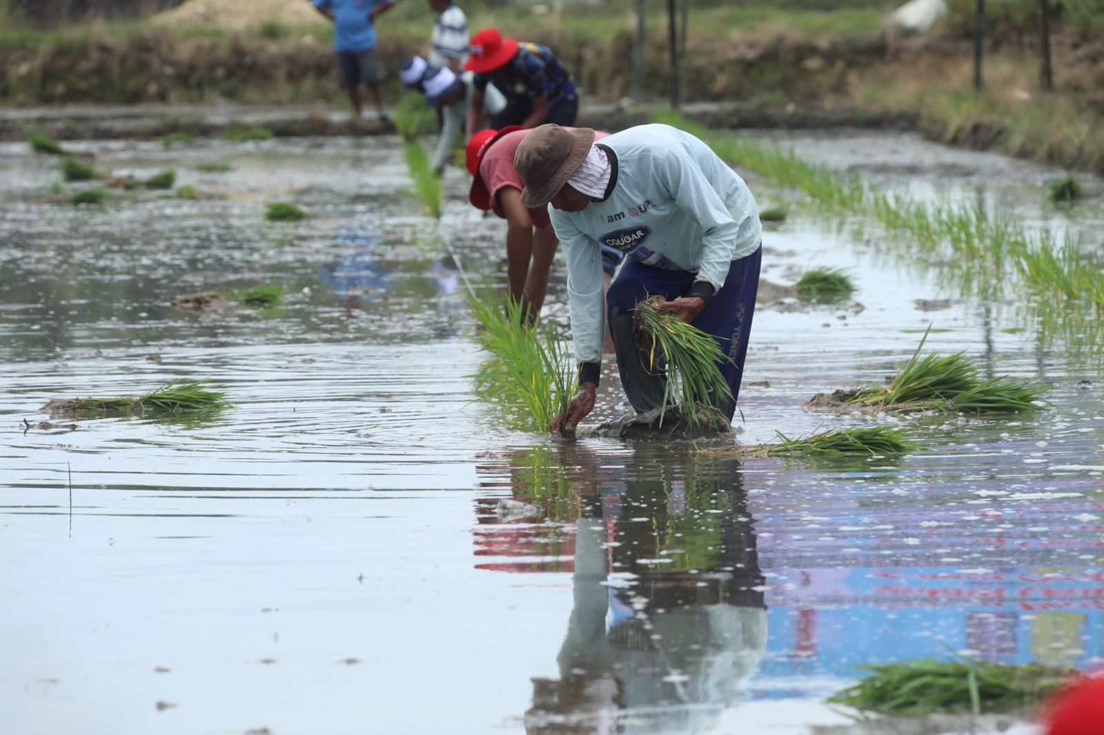 Kementan: Teknik Semai Culik, Strategi Budidaya Padi IP400