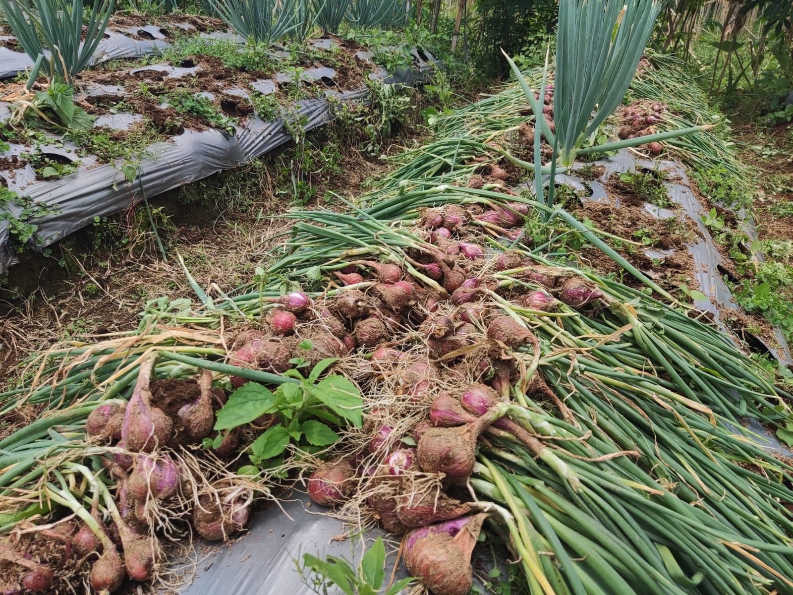 Guru Besar IPB: Bawang Merah Melimpah, Tidak Perlu Impor
