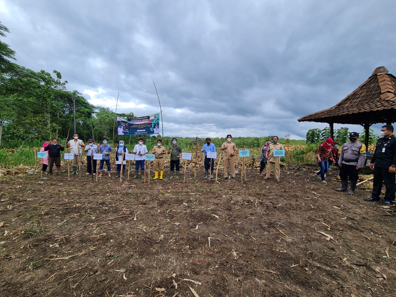 TANAM PERDANA BENIH KACANG HIJAU, GUNUNG KIDUL MULAI BANGKIT JADI PRODUSEN BENIH
