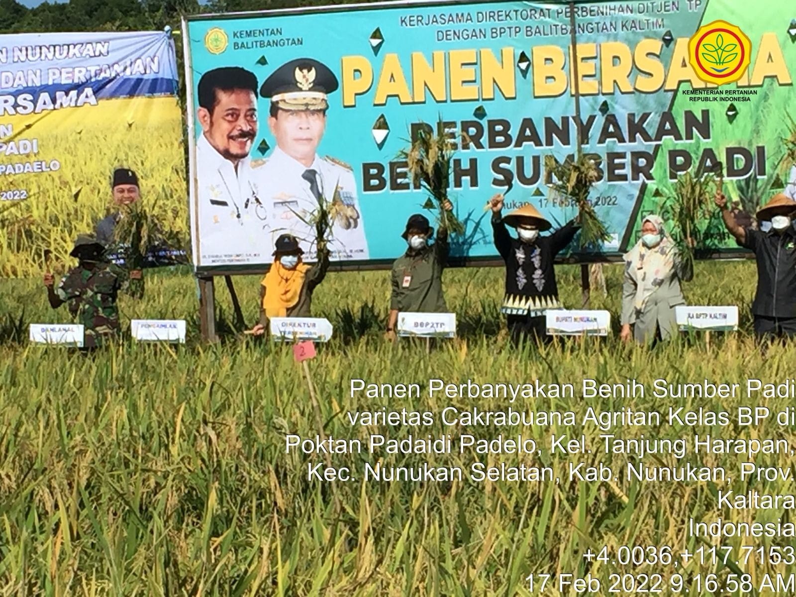 Panen Perdana Benih Sangat Genjah di Kaltara Siap Pasok Kebutuhan IP400 dan PIP