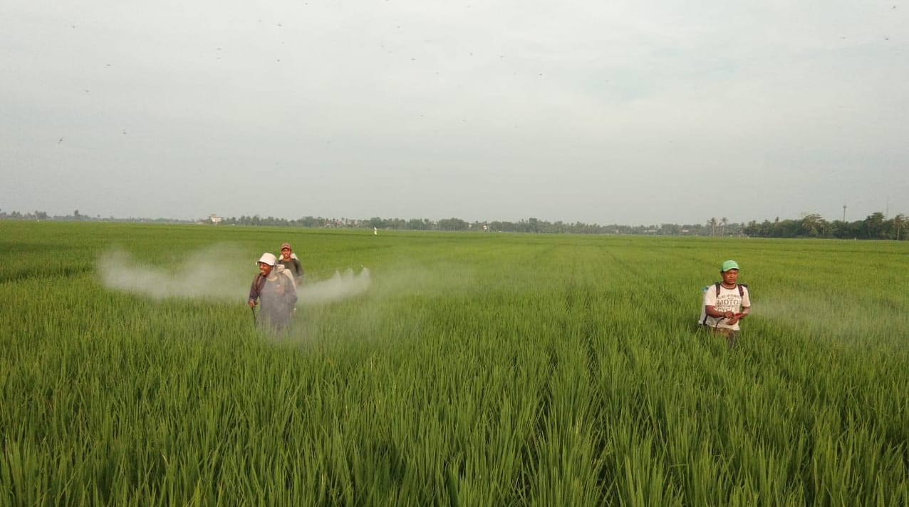 DPR Dukung Kementan Terkait Produksi Padi dan Jagung Yang Mulai Membuahkan Hasil