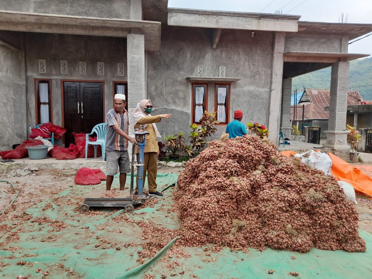 Petani Brebes Optimis Cukupi Suplai Bawang Merah Jabodetabek
