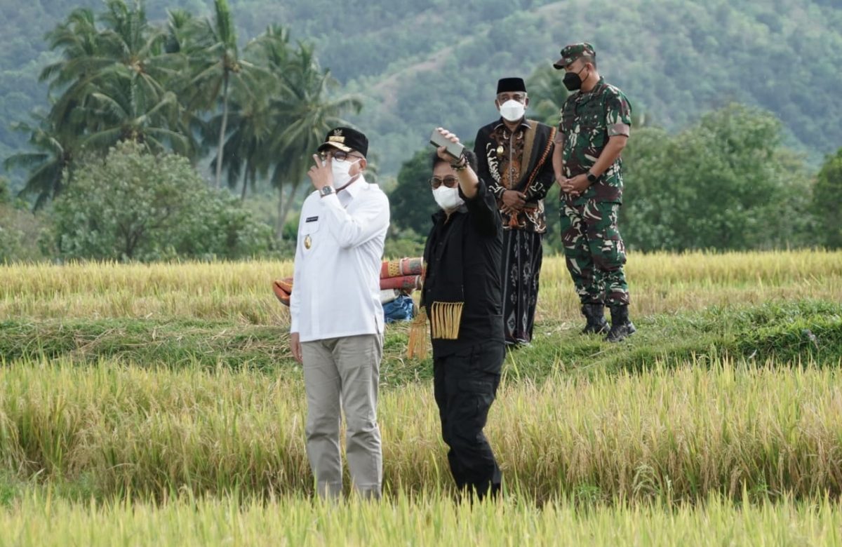 PASTIKAN PRODUKSI PADI AMAN, MENTAN SYL PANEN PADI DI ACEH