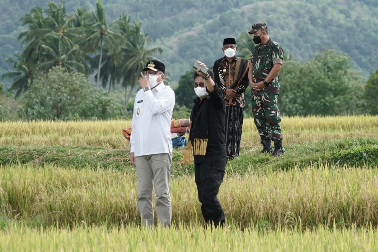 PASTIKAN PRODUKSI PADI AMAN, MENTAN SYL PANEN PADI DI ACEH
