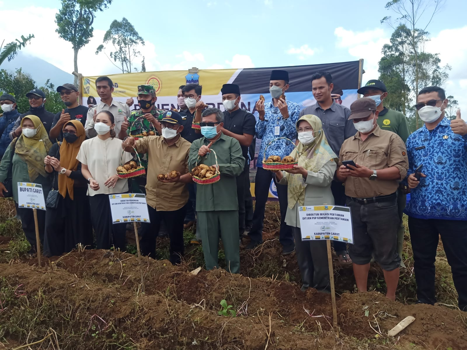 Panen Perdana di Kabupaten Garut, Kementan Dorong Peningkatan Produksi Benih Kentang