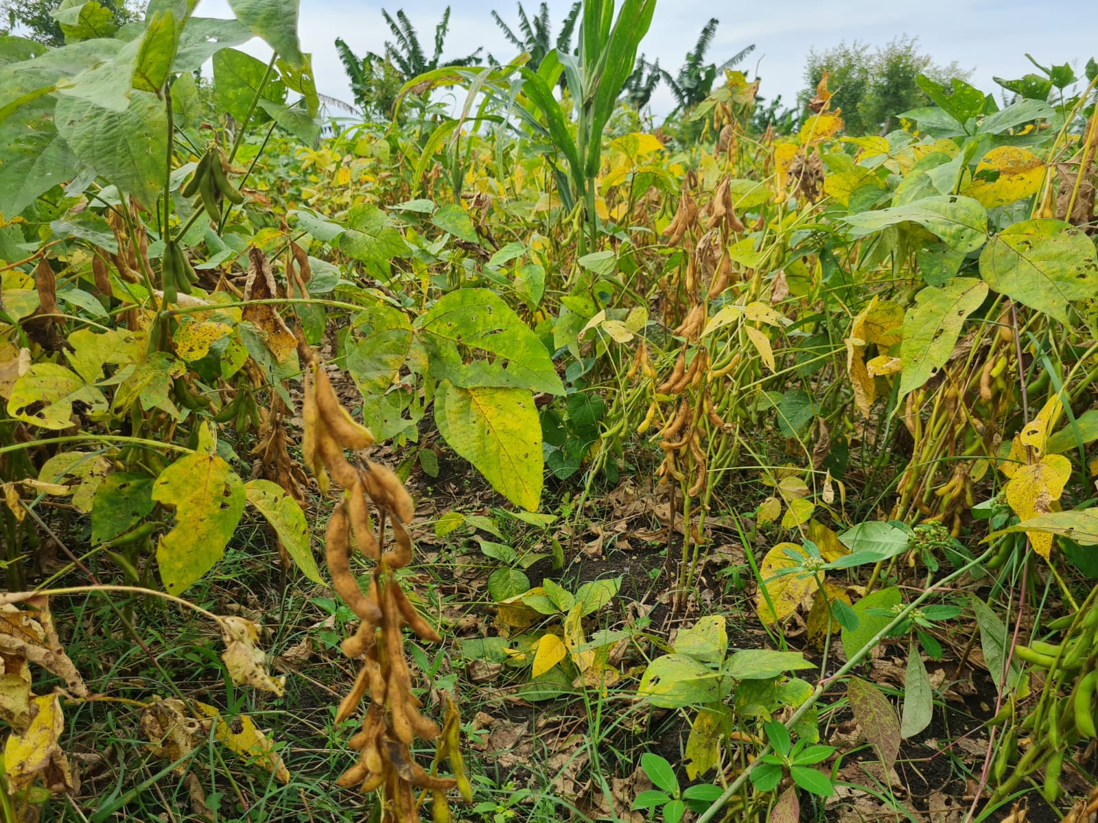 Kementan Petakan Strategi Penanaman Kedelai