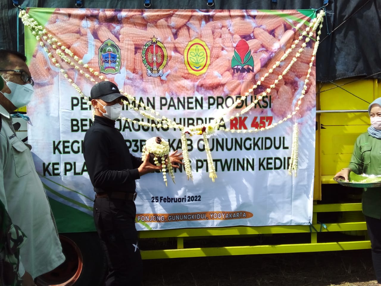 Petani Gunung Kidul  Semangat Angkut Puluhan Ton Hasil Panen Benih Jagung Hibrida