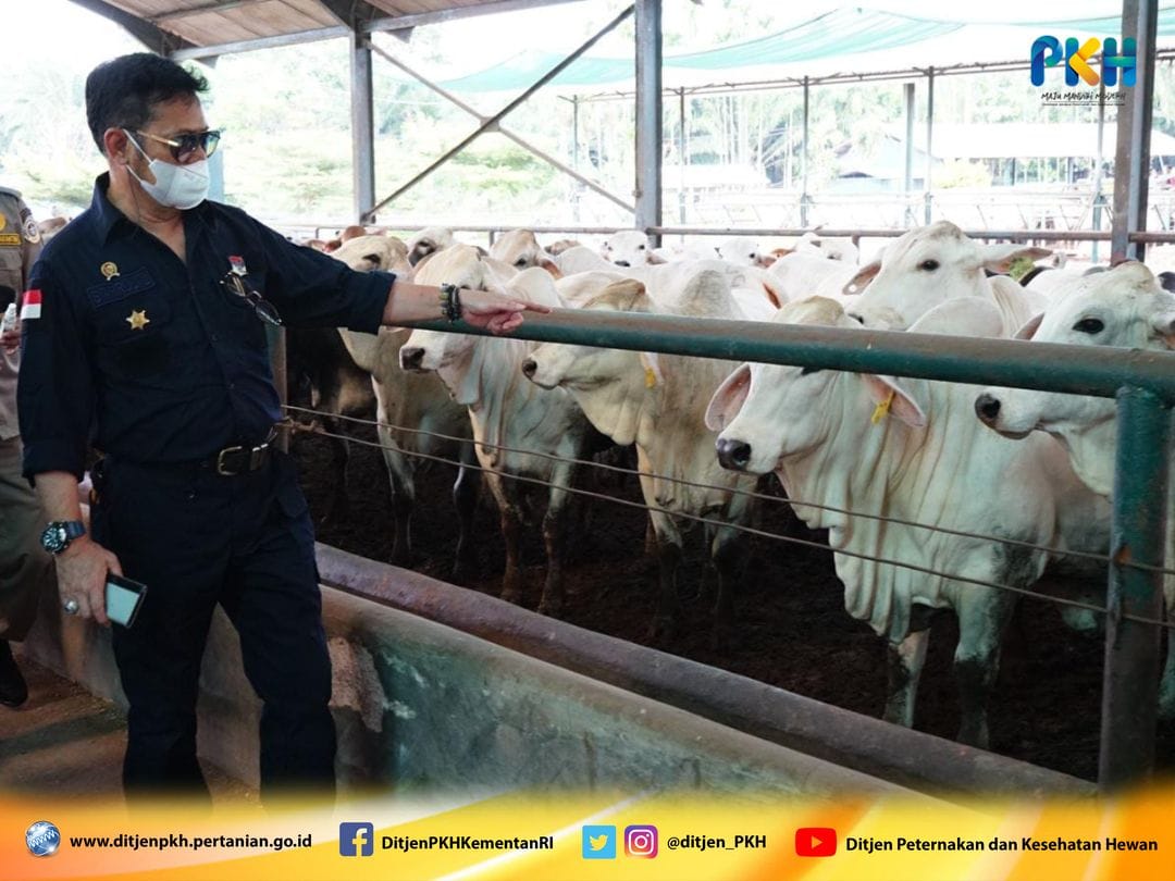 Pastikan Stok Sapi Siap Potong Cukup, Mentan SYL Minta Masyarakat Tidak Khawatir