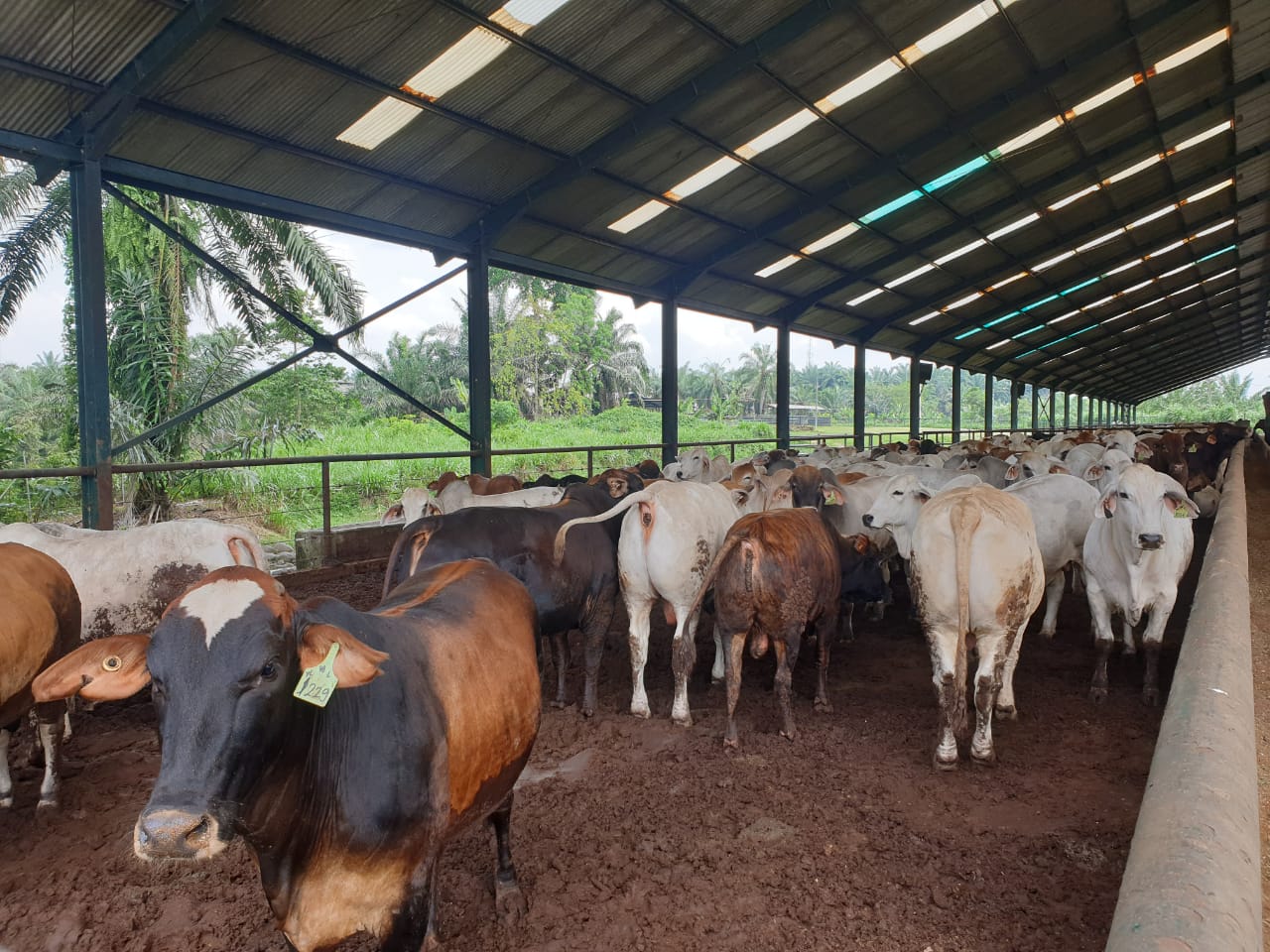 Stock Daging Sapi Cukup dan Pedagang Daging Berjualan Seperti Biasa