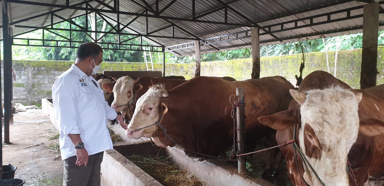 Peternak Boyolali Siap Suplai Kebutuhan Sapi ke Jabodetabek