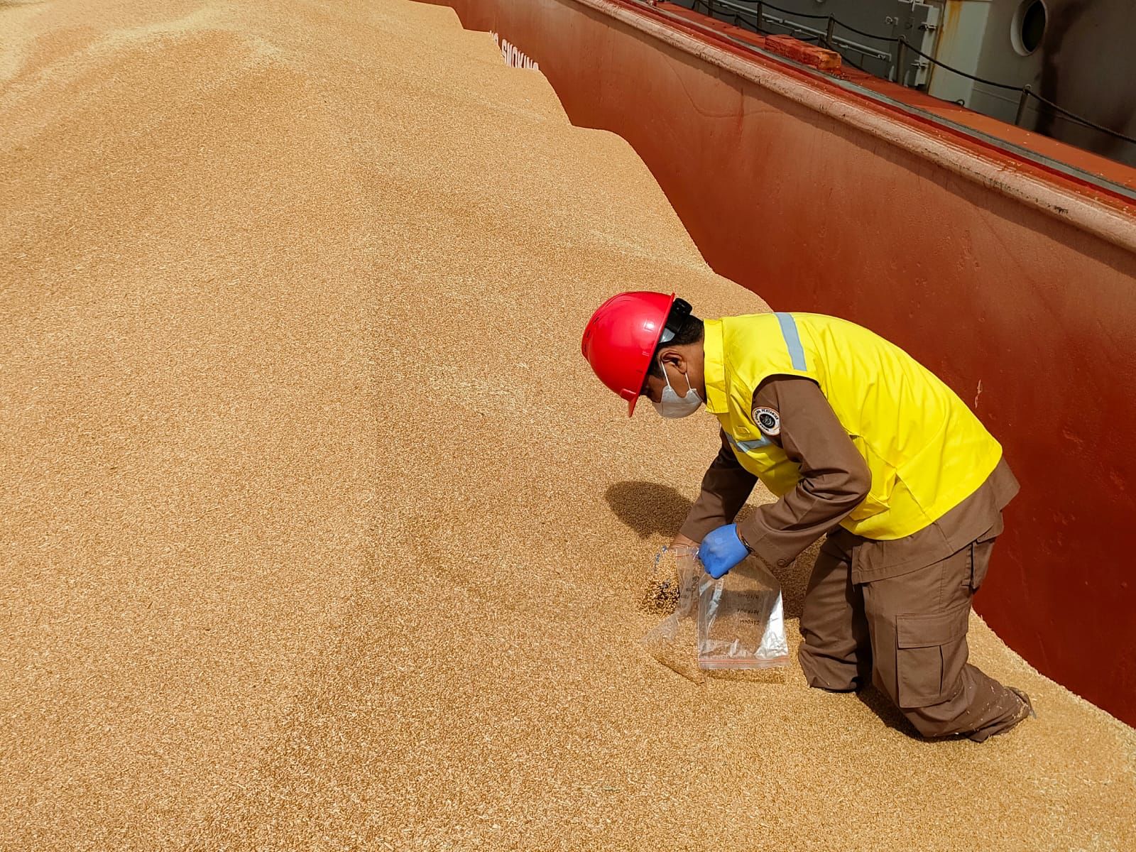 Wajib Bebas Hama Gudang, Biji Gandum Asal Australia Diperiksa