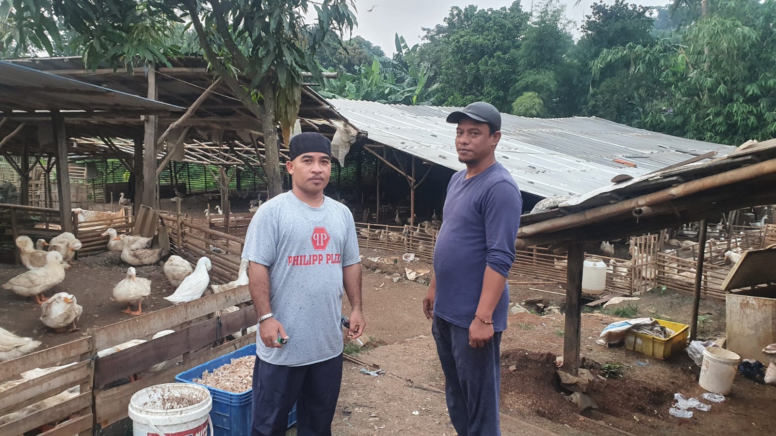 PENGEMBANGAN PETERNAK BEBEK DARI HULU SAMPAI HILIR