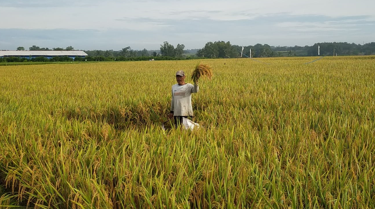 Irma Suryani: 3 Tahun Tidak Impor Beras Bukti Mentan SYL Jalankan Perintah Presiden