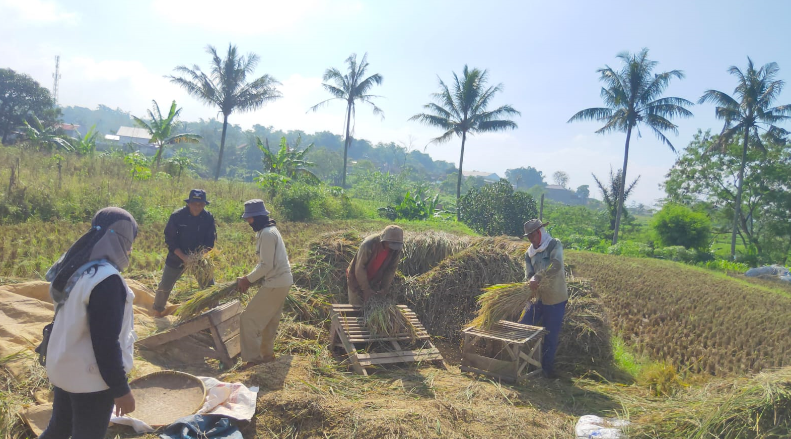 Hasil Ubinan Meningkat Pesat, Petani Majalengka Berhasil Terapkan Budidaya Tanaman Sehat