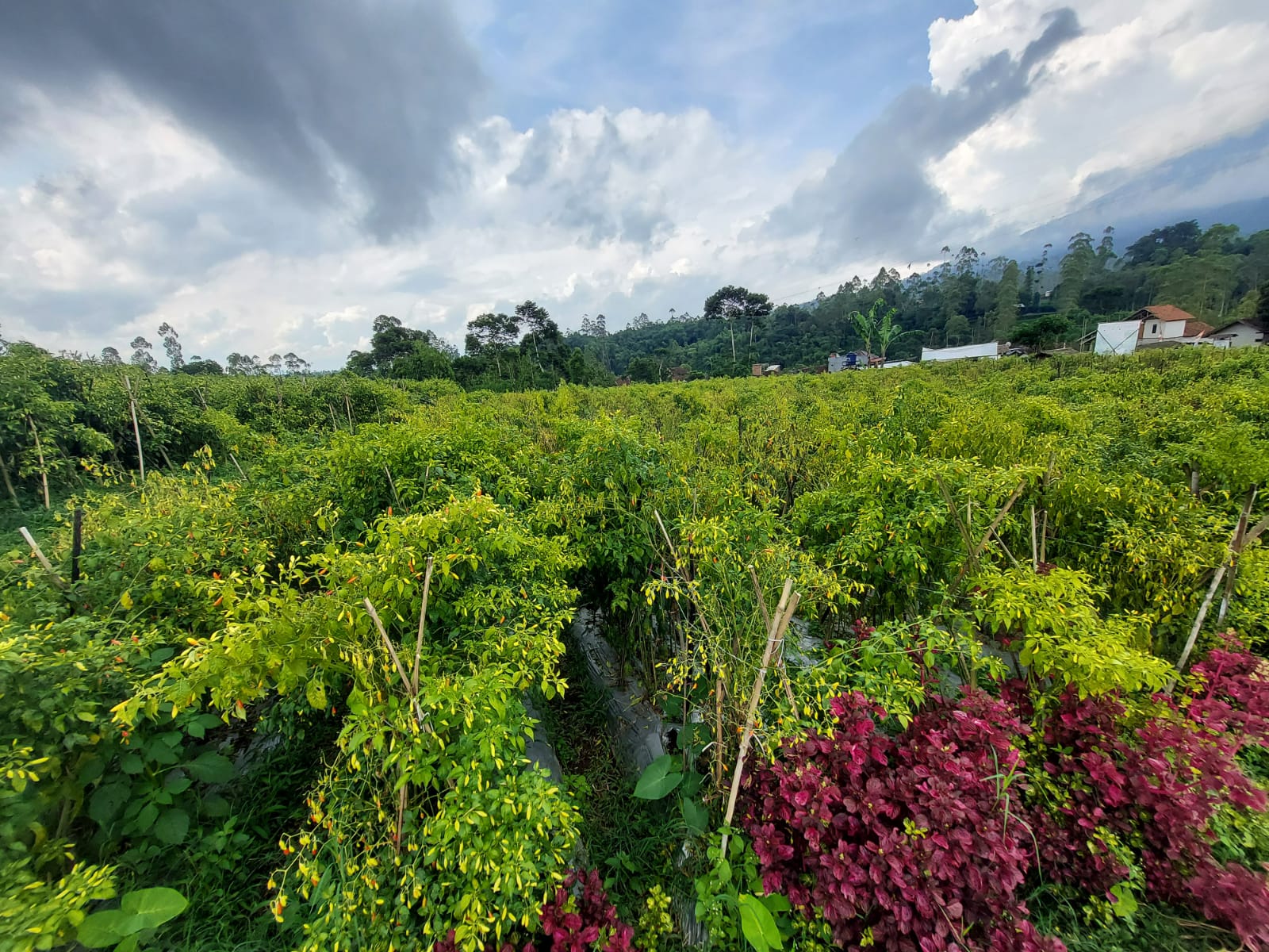 Stok Aneka Cabai Aman, Jawa Barat Siap Penuhi Kebutuhan HBKN