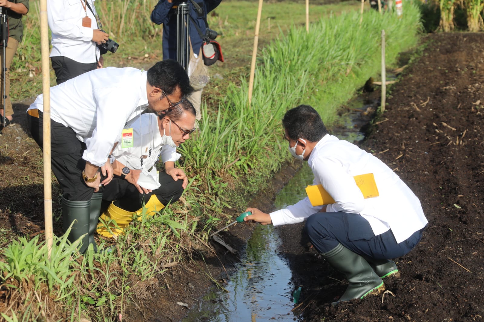Sawah di Sumba Timur Diserang Hama Belalang, Kementan Sarankan Petani Ikut AUTP