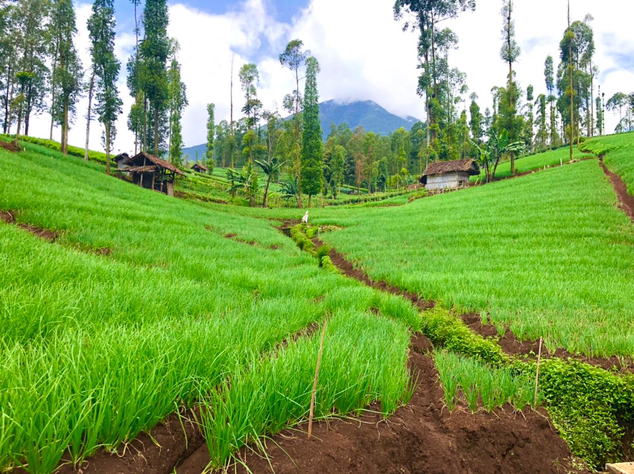 Kualitas Luar Biasa, Hasil Food Estate Hortikultura Garut Siap Pasok Kebutuhan Selama Ramadhan dan Idul Fitri
