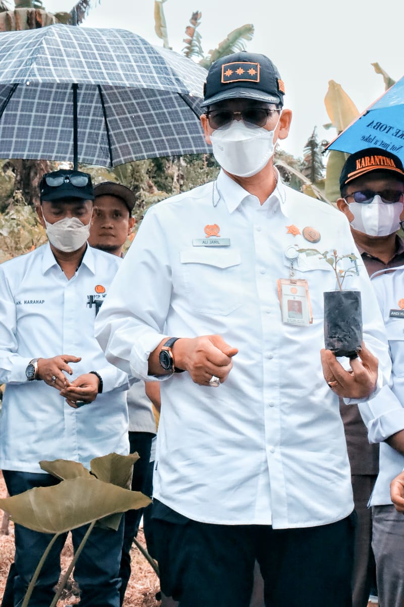 Andaliman Siap Dongkrak Ekspor Perkebunan