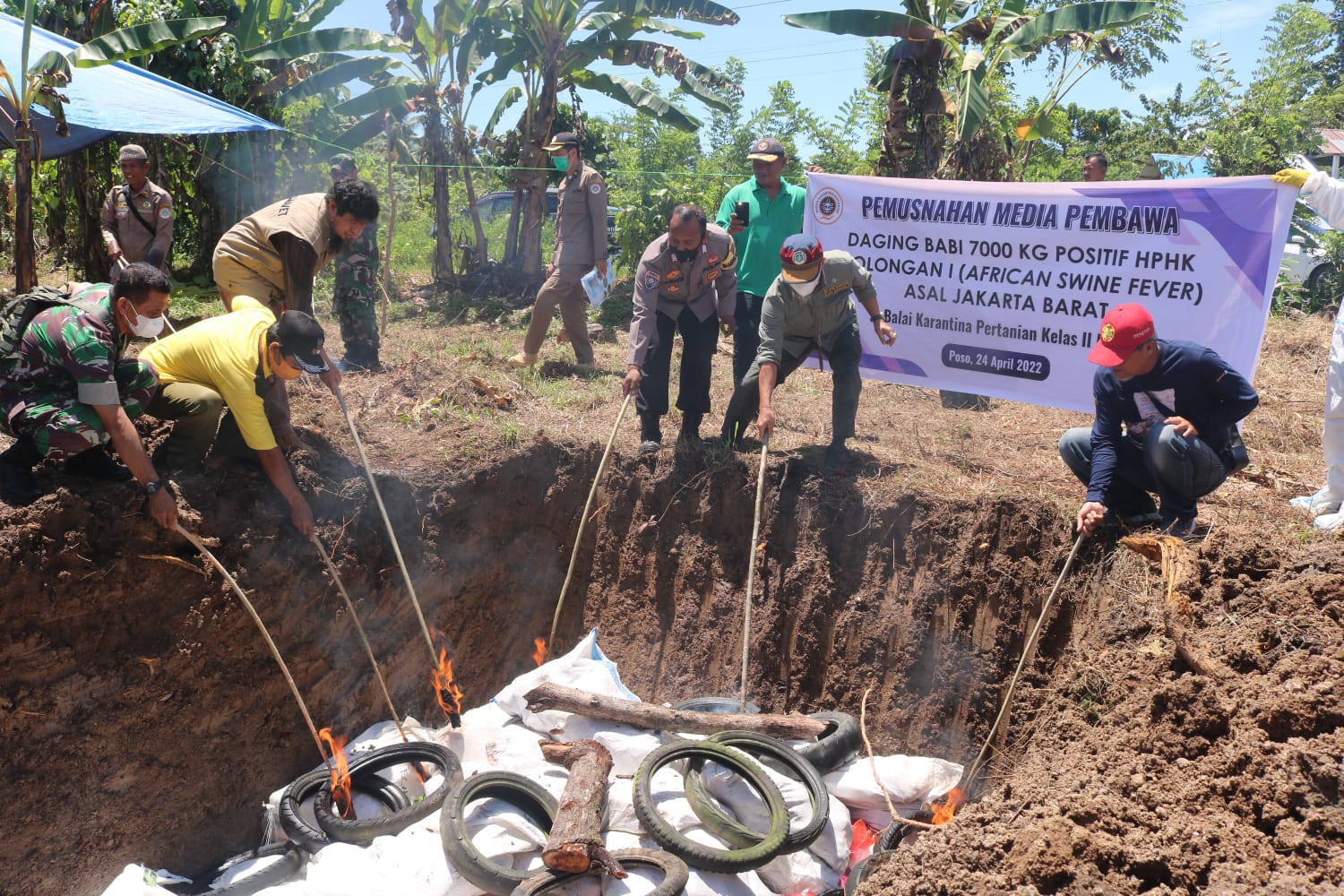 Positif ASF, 7 Ton Daging Babi Dimusnahkan Karantina Pertanian Palu