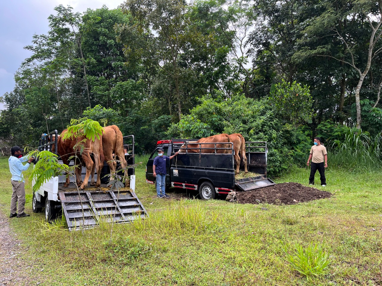 Kementan dan BNPB Kerja Sama dengan FAO Lakukan Simulasi Evakuasi Ternak dalam Penanggulangan Bencana