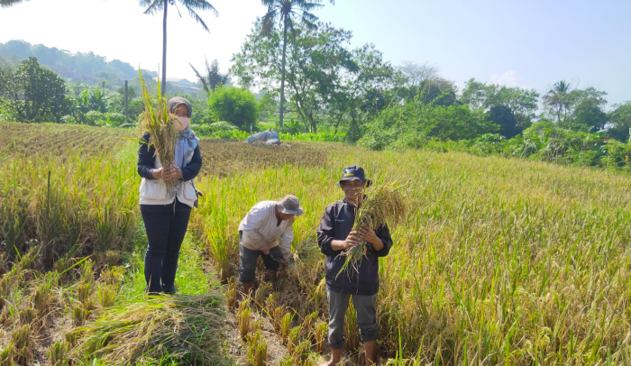 Guru Besar IPB Sebut Sudah Tepat Langkah Pemerintah Melakukan Transformasi Tata Kelola Pupuk Subsidi