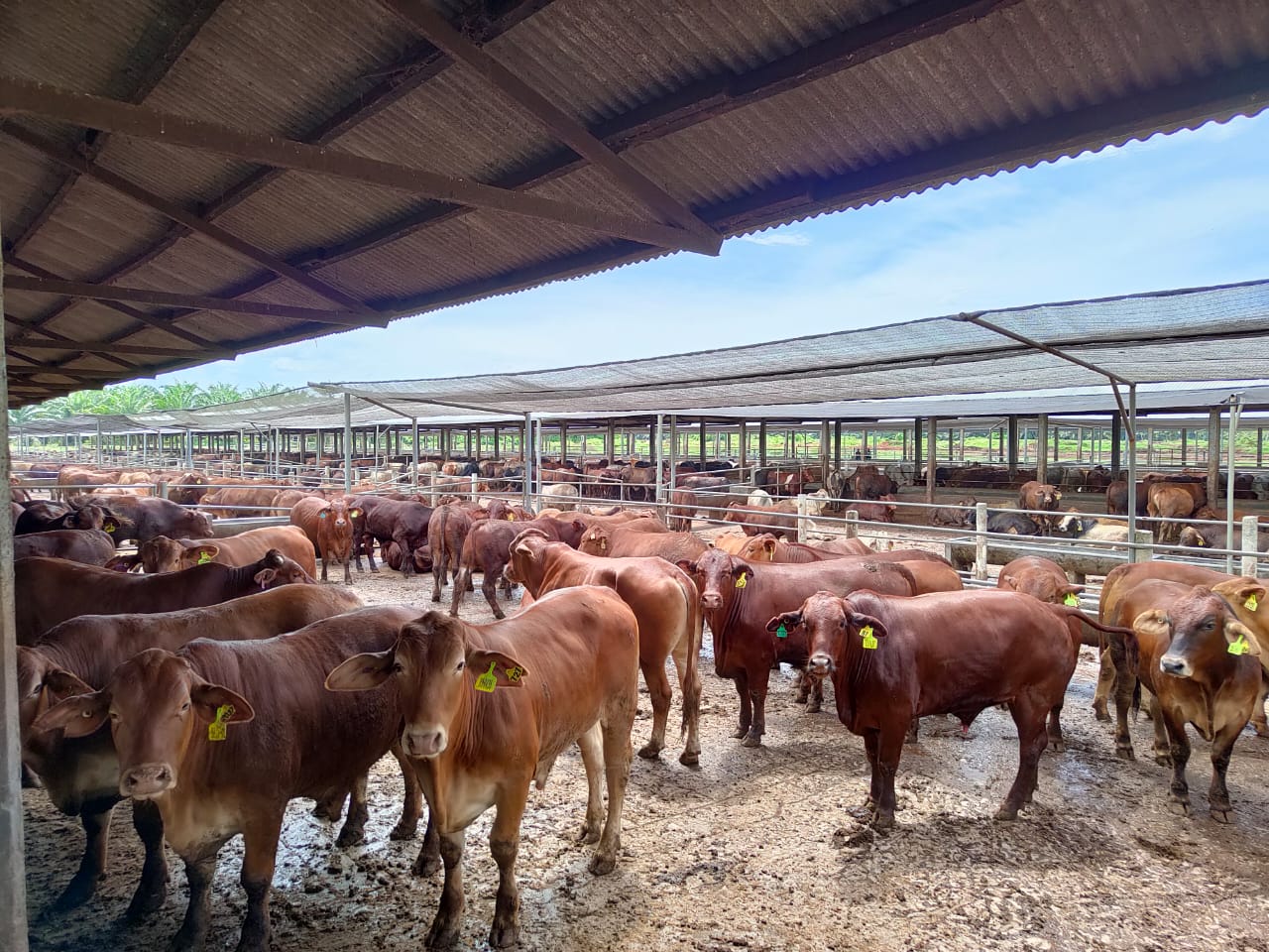 Kementan Lakukan Pengawasan dan Mitigasi Terhadap Hewan Kurban