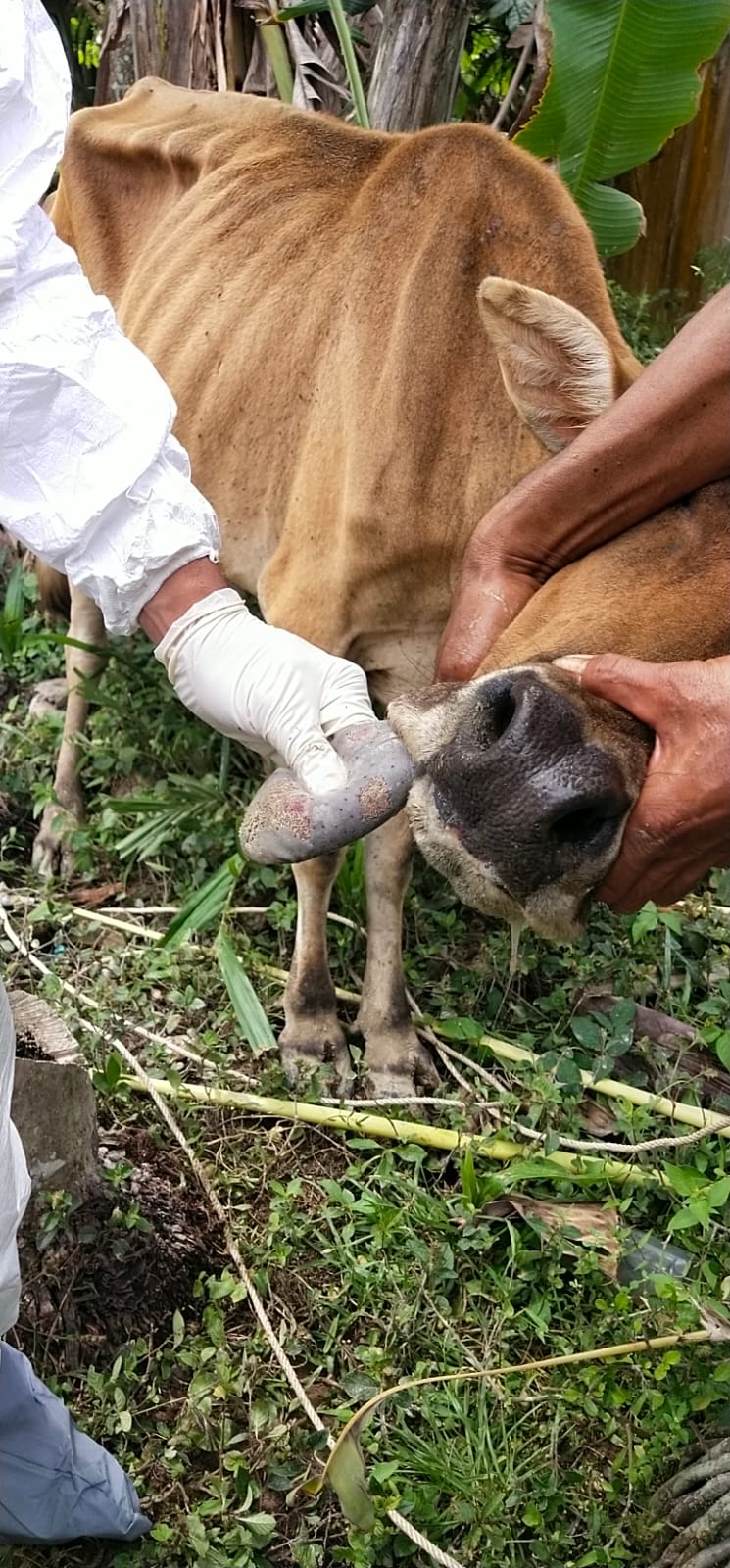 Kementan Siapkan Langkah Darurat Penanganan PMK di Jawa Timur