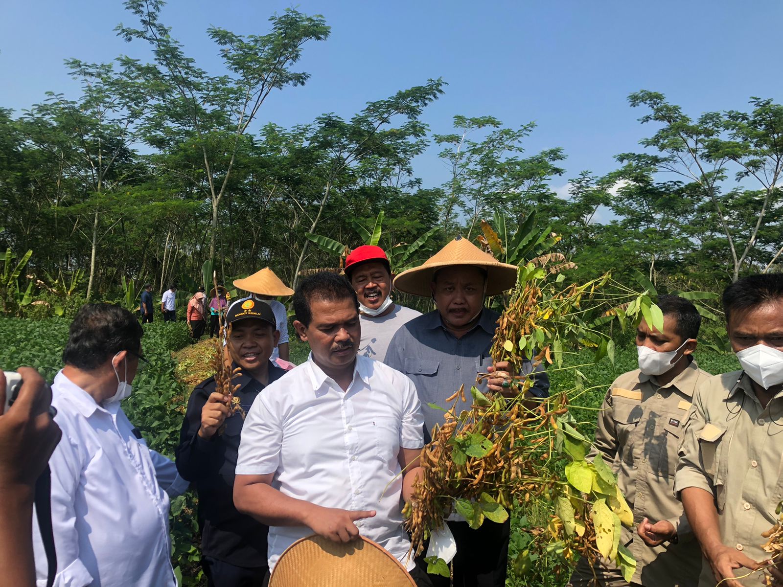 Kementan Terus bergerak, Lakukan Panen kedelai di Sukoharjo dan Sosialisasi Pupuk Organik Hayati