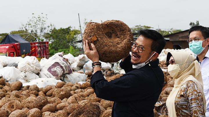 Kementan Dukung Investor Bangun Pabrik Olahan Porang Skala Besar di Lombok Barat