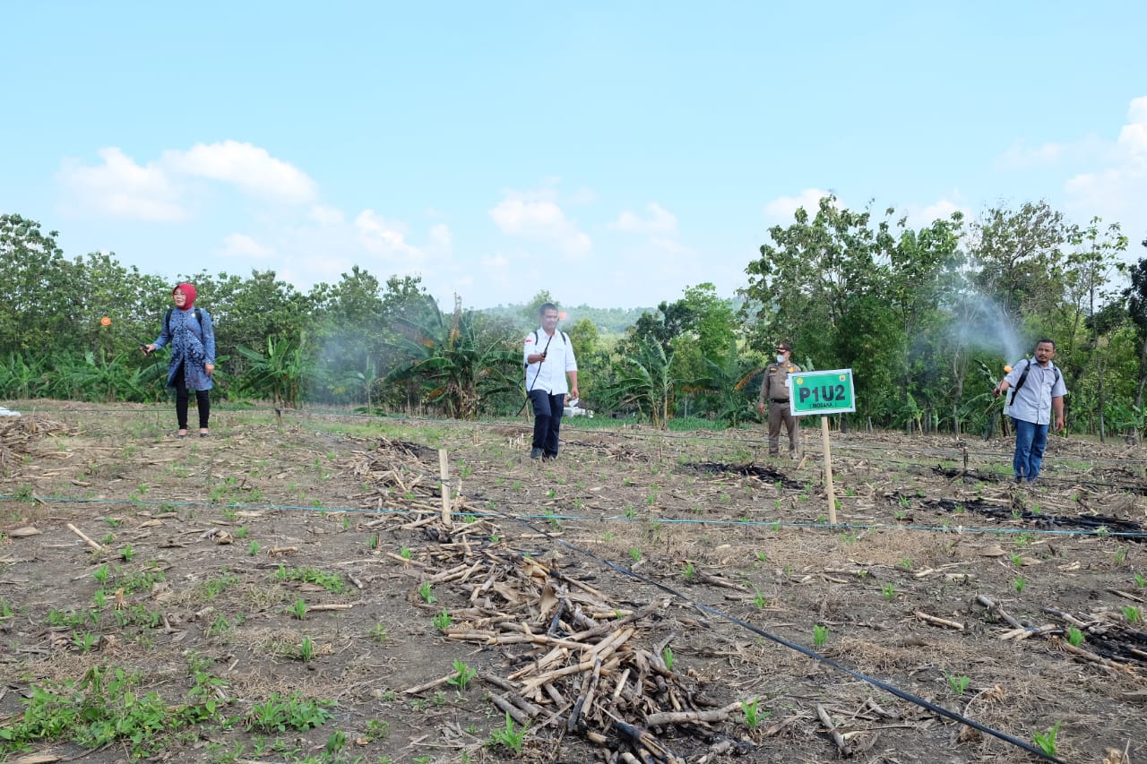 Langkah Awal Tekan Biaya Produksi, Kabupaten Grobogan Lakukan Demplot Ramuan Biosaka