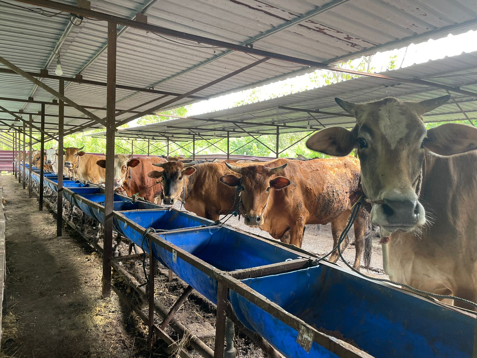 Ramuan Jamu dan Doa Peterrnak Madura Perkuat Imun Sapi dari PMK