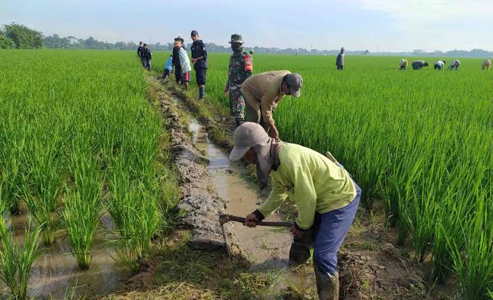 Wakil Bupati Subang: Produksi Padi Dibawah SYL Terus Meningkat