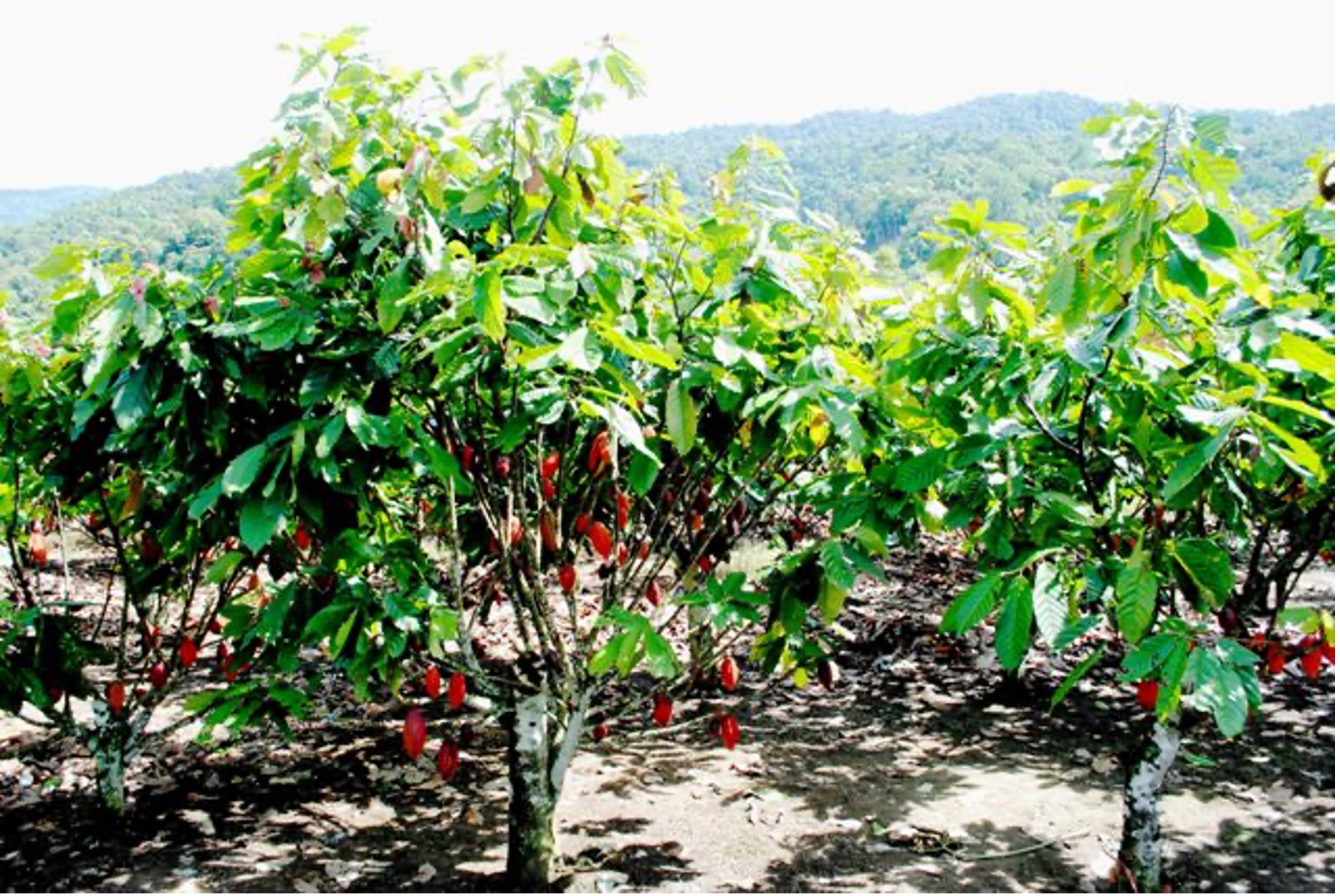 PENGEMBANGAN KAKAO TAHUN 2022 SELUAS 5.450 HA