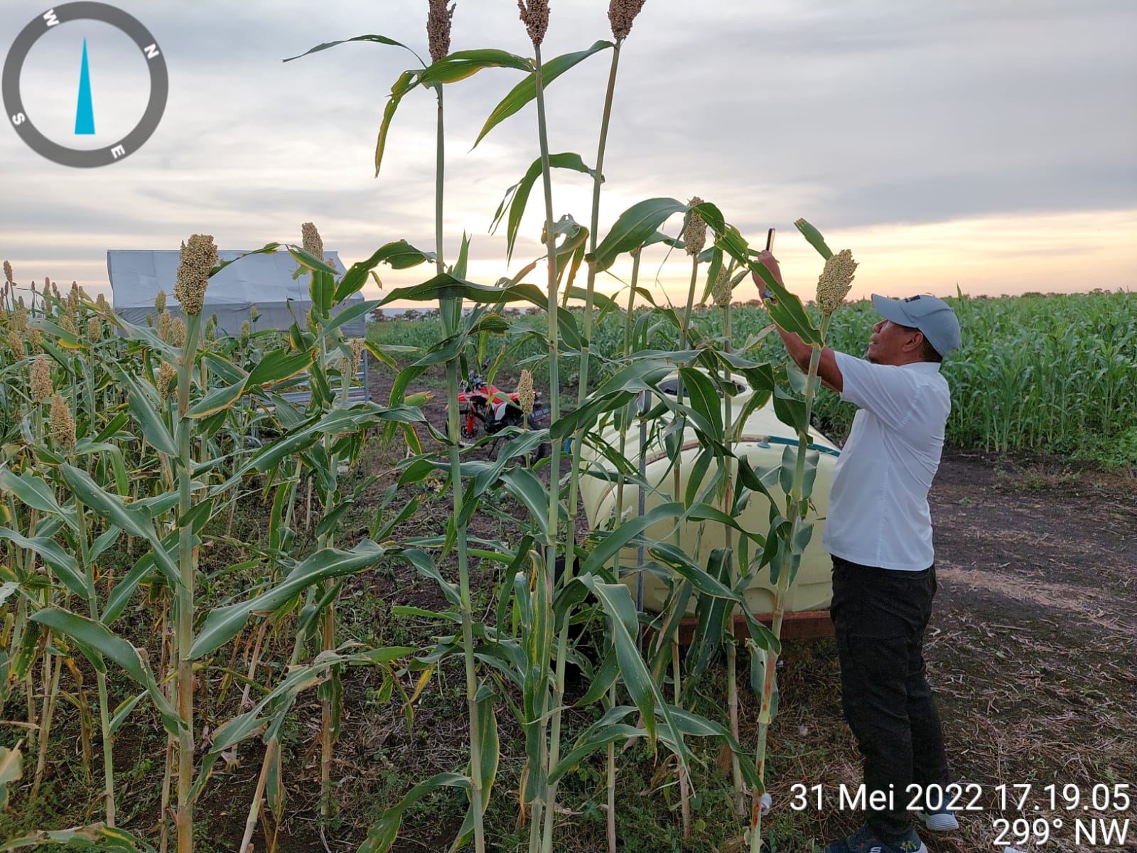 Kementan Dukung Pulau Sumba Jadi Lumbung Shorgum Nasional
