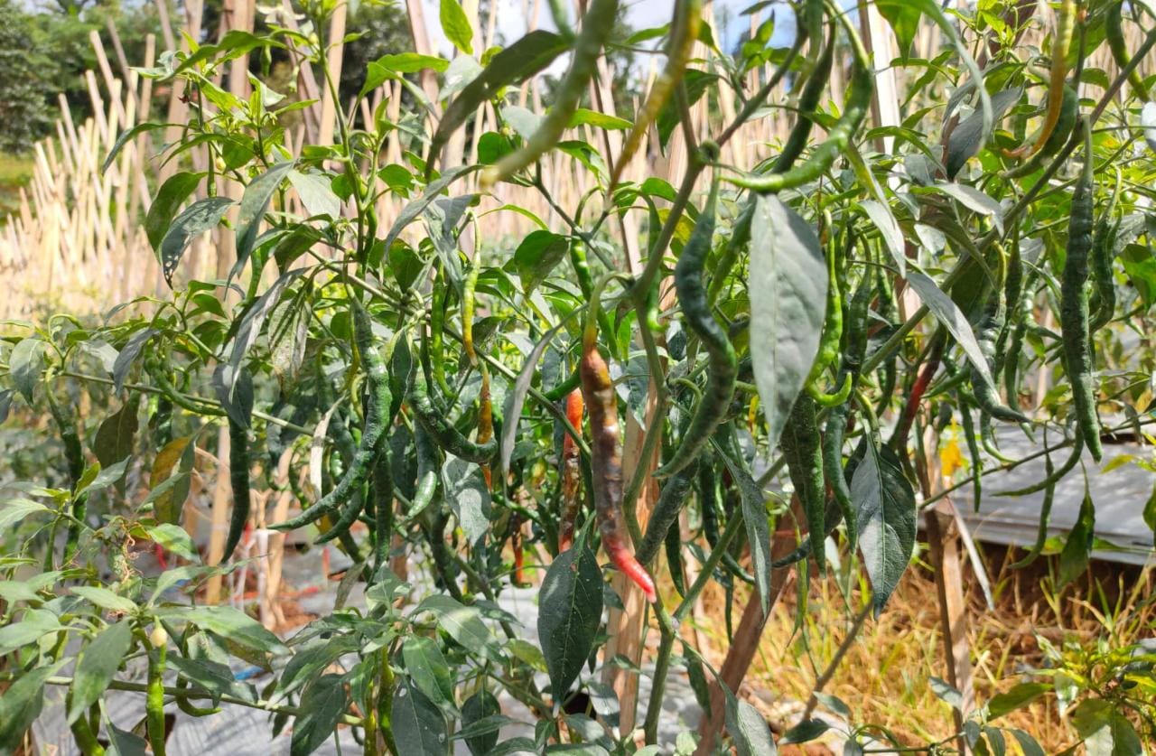 Curah Hujan Tinggi: Kementerian Pertanian Kawal Produksi Cabai Bersama Pemerintah Daerah