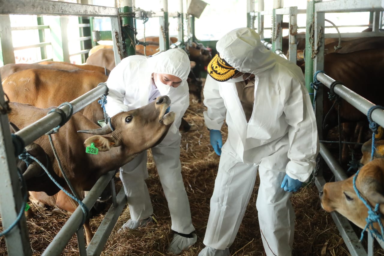 Kementan Tegaskan Penanganan PMK Dilakukan Secara Serius