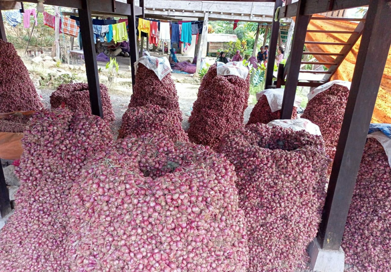 Panen Mulai Marak, Harga Bawang Merah akan Kembali Normal