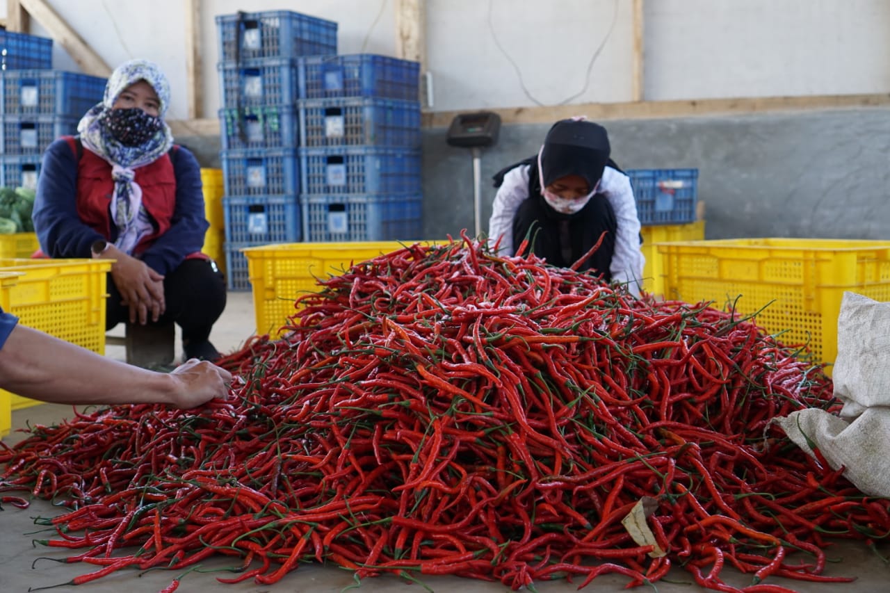 Banjarnegara Pasok Cabai Merah Keriting dan Cabai Rawit Hijau Belasan Ton Setiap Hari ke Jabodetabek