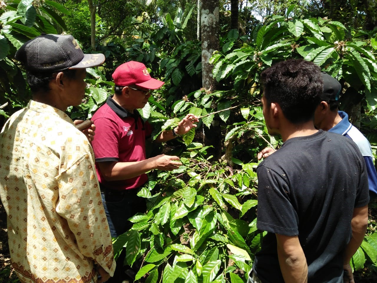 Pesona Agrowisata Kopi Organik Gombengsari Banyuwangi Kian Diminati