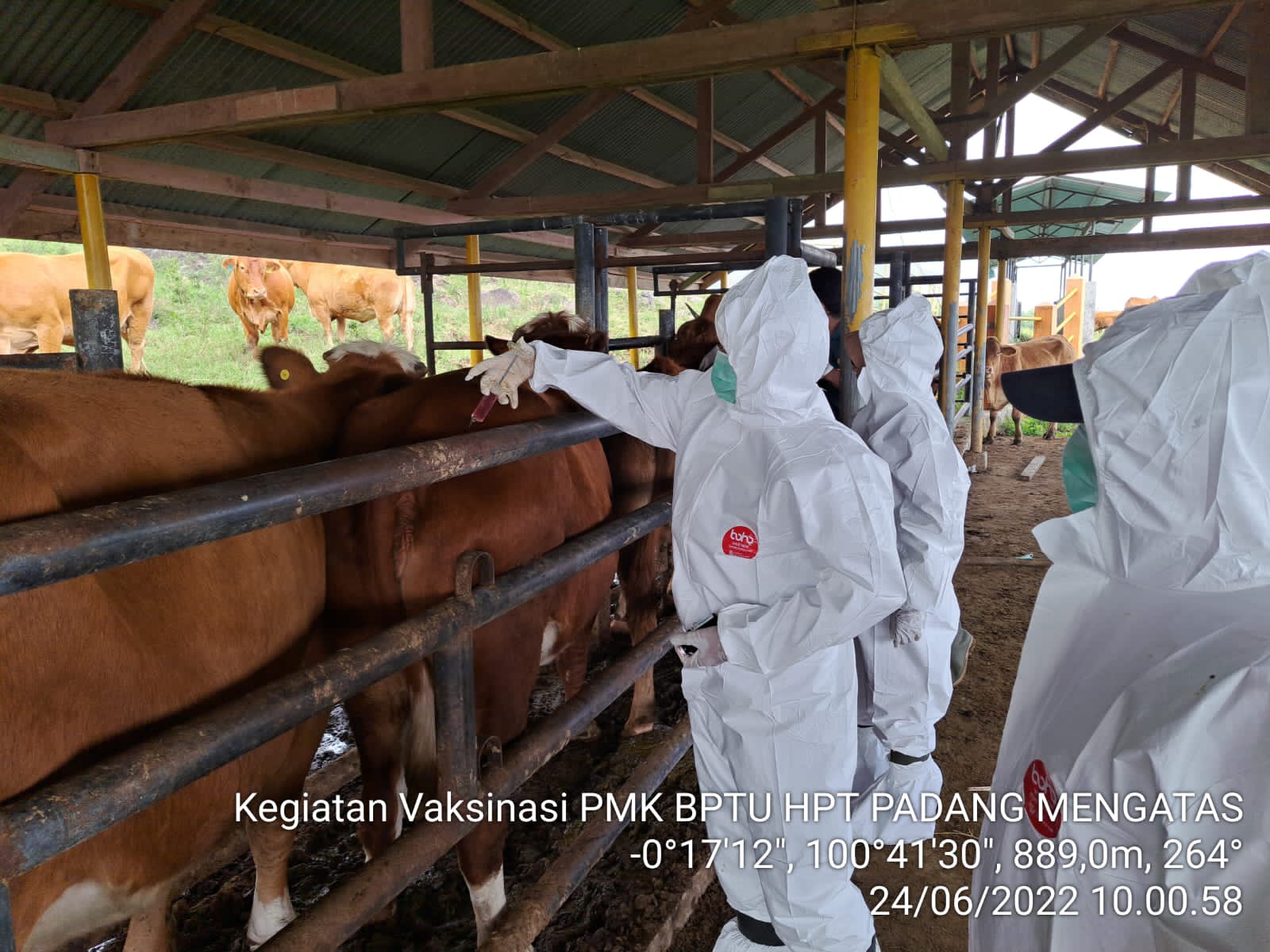 Cegah Meluasnya PMK, Pemerintah Siap Geber Vaksinasi Darurat Pada Ternak