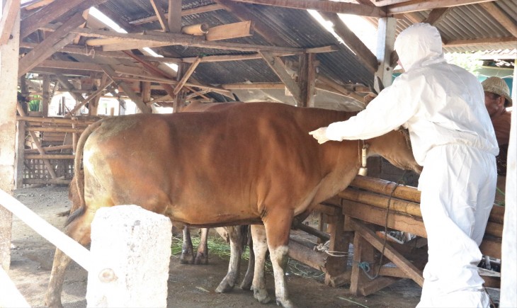 Selamatkan Lumbung Ternak, Kementan dan Pemda Kolaborasi Cegah PMK di NTB