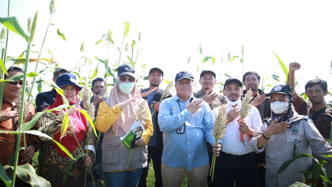 Menghadapi Krisis Pangan Global Kementan Siapkan Sorgum Sebagai Komoditas Subtitusi Gandum