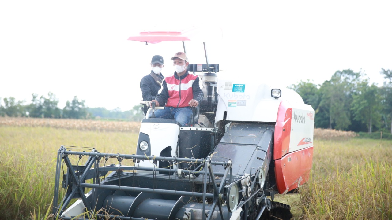 Inovasi Baru, Petani di Lampung Panen Padi Langsung Giling Tanpa Jemur