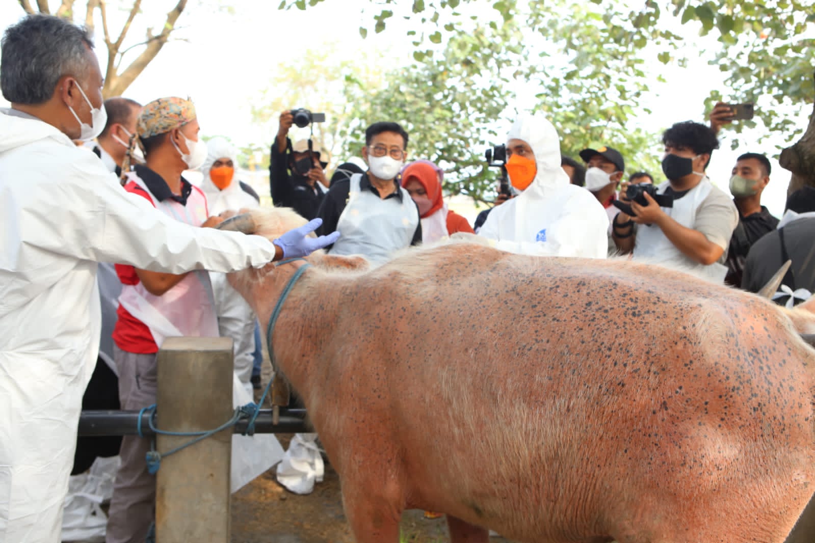Wujudkan Jateng Zero PMK, Mentan SYL Tinjau Vaksinasi di Grobogan