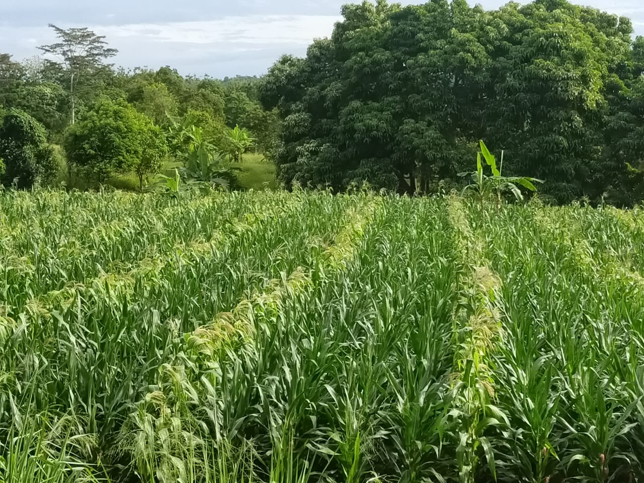 DPRD ACEH BESAR DORONG PETANI JAGUNG MENJADI PETANI PENANGKAR