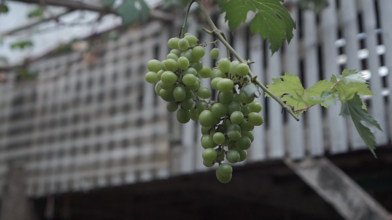 Dorong Substitusi Impor, Indonesia Optimis Mampu Menyediakan Benih Anggur Bermutu