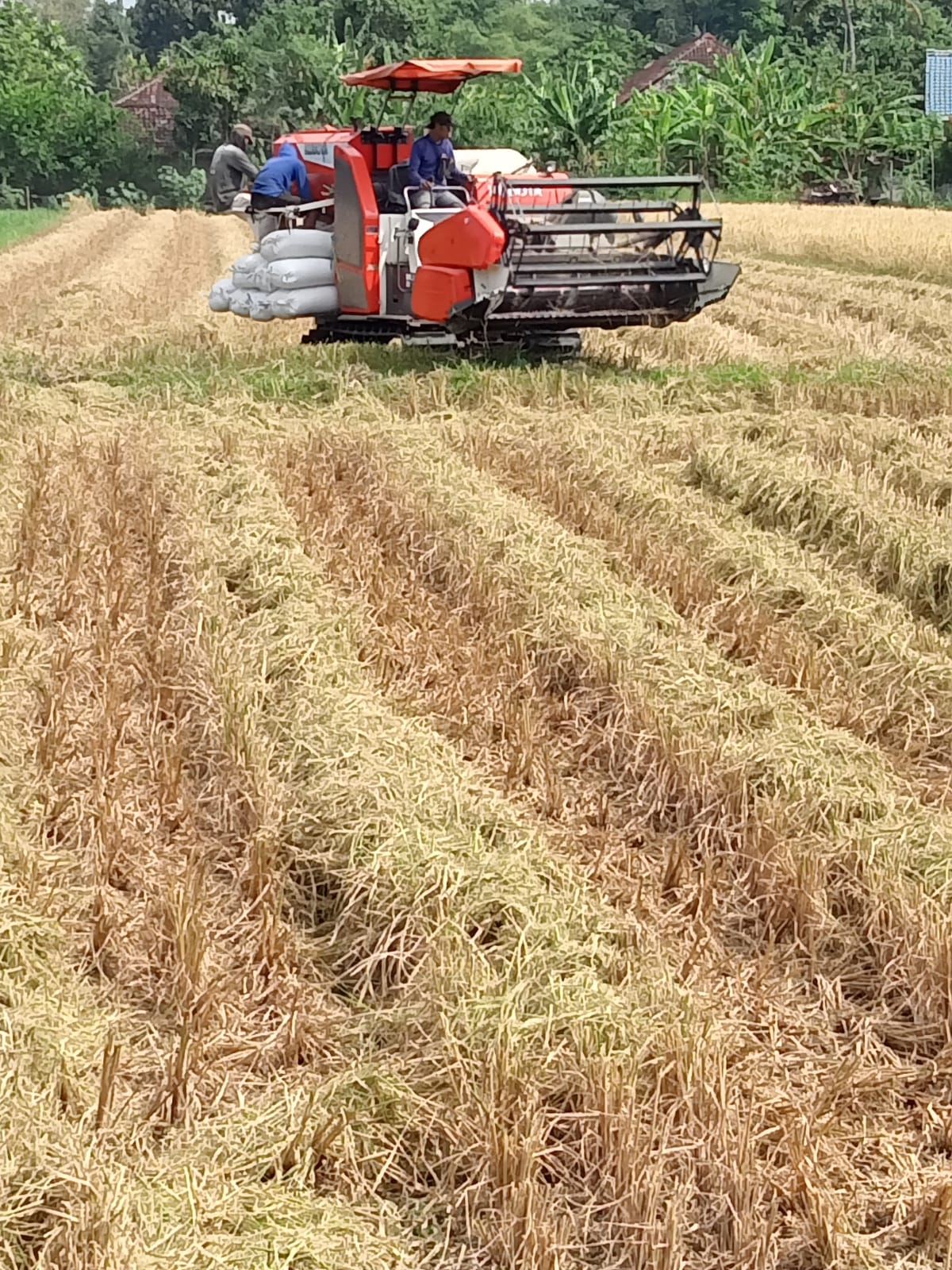 Petani Bantul Siap Penuhi Benih Genjah Kebutuhan IP400/OPIP Secara Insitu