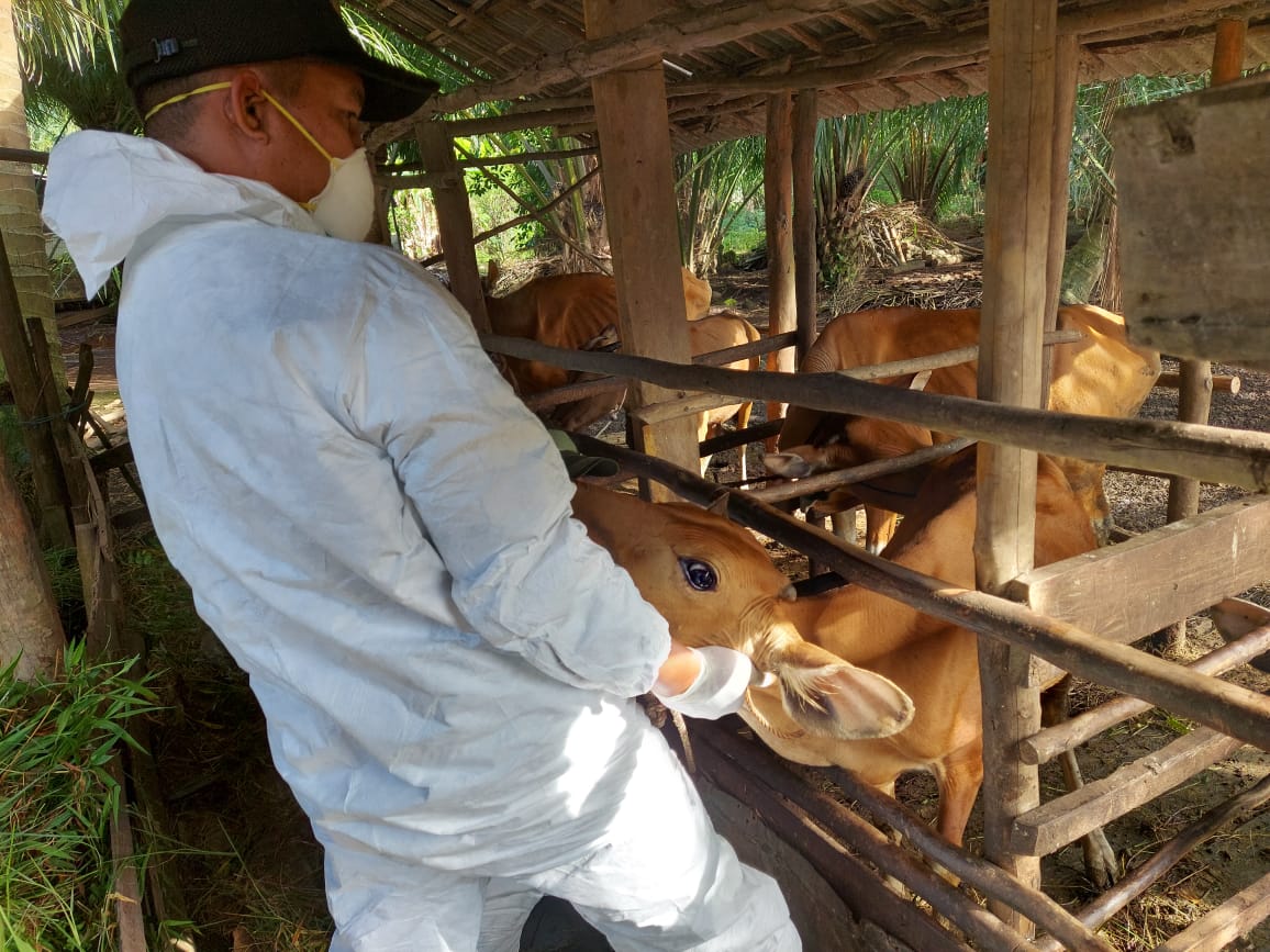 Kasus PMK Kian Menurun di Sejumlah Wilayah di Indonesia